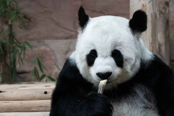 Közelkép Panda Profil Eszik Bambusz Lövés — Stock Fotó