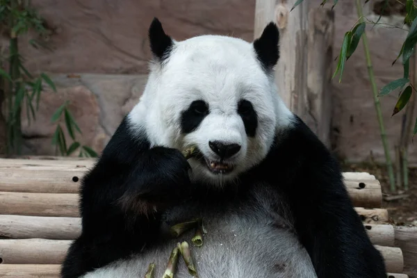 Κοντινό Πλάνο Fluffy Panda Μάσημα Μπαμπού Σουτ — Φωτογραφία Αρχείου