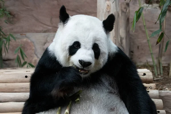 Detailní Záběr Fluffy Panda Žvýkání Bambus Střílet — Stock fotografie