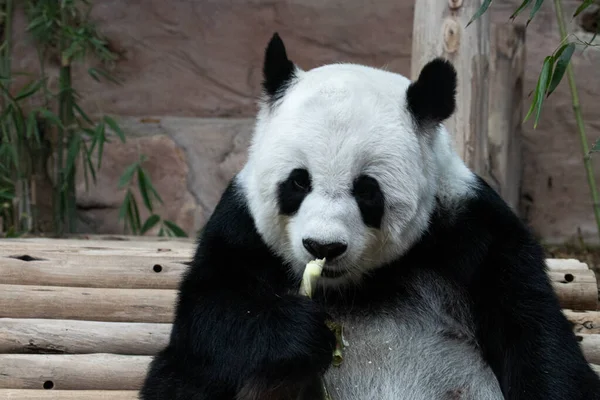 Gros Plan Panda Moelleux Mâcher Tige Bambou — Photo