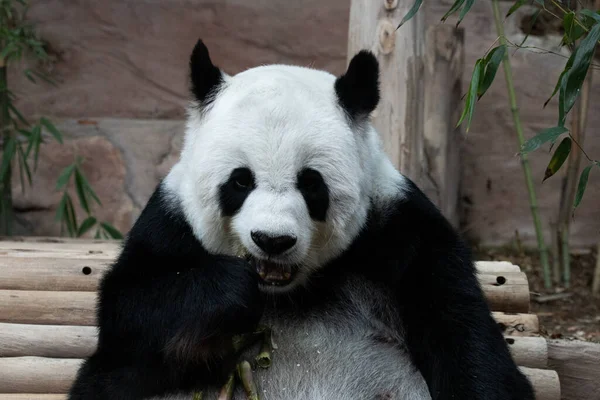 Detailní Záběr Fluffy Panda Žvýkání Bambus Střílet — Stock fotografie