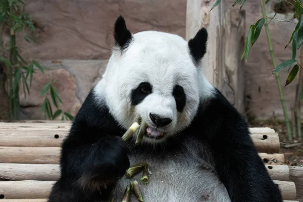 Detailní Záběr Fluffy Panda Jíst Bambus Střílet — Stock fotografie