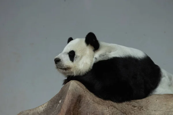 Puszysta Panda Spoczywa Skale — Zdjęcie stockowe