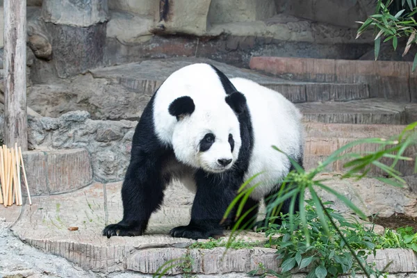 Tayland 'da Şirin Fluffy Female Panda, Lin Hui