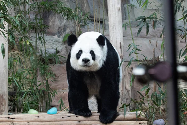 Tatlı Panda seyirciye bakıyor