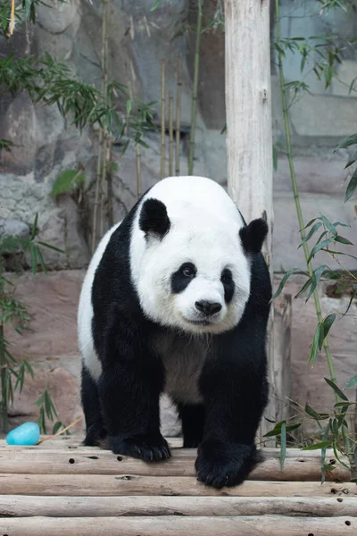 Tayland Şirin Fluffy Female Panda Lin Hui — Stok fotoğraf