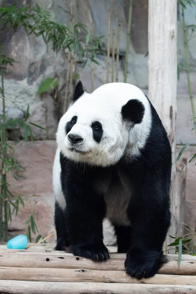 甜熊猫在看什么东西 — 图库照片