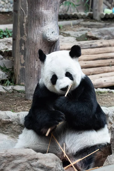 Tayland 'da pofuduk pandayı kapat, Lin Hui