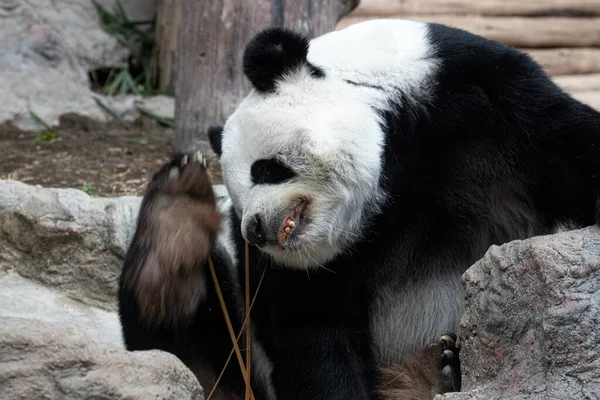 Funny Pose Itching Panda — ストック写真