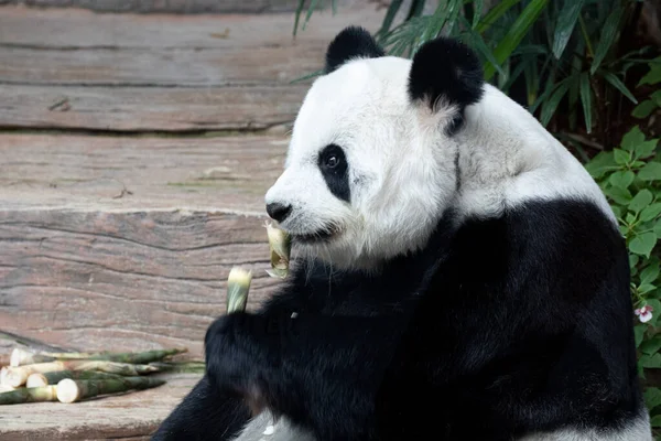 Zblízka Načechraný Panda Easting Bambusové Střílet — Stock fotografie