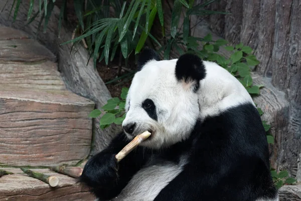 Pelucheux Joufflu Panda Manger Bambou Tirer — Photo