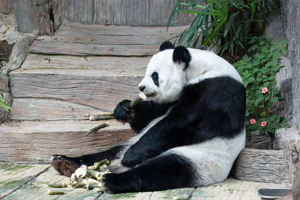 Chlupatý Buclatý Panda Jíst Bambus Střílet — Stock fotografie