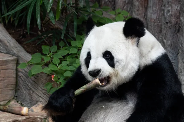 A Happy Panda Eating Bamboo