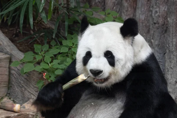 A Happy Panda Eating Bamboo