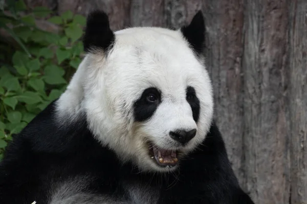 Cute Fluffy Happy Panda — Zdjęcie stockowe