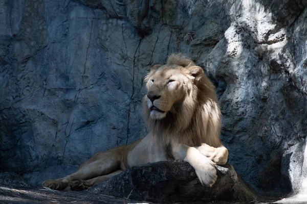 A Lion relaxing after Lunch on the Rock