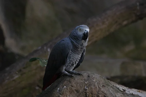 Close African Grey Parrot Tree Einsteins Bird World —  Fotos de Stock