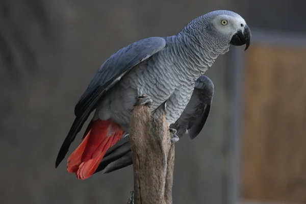 Close African Grey Parrot Tree Einsteins Bird World —  Fotos de Stock