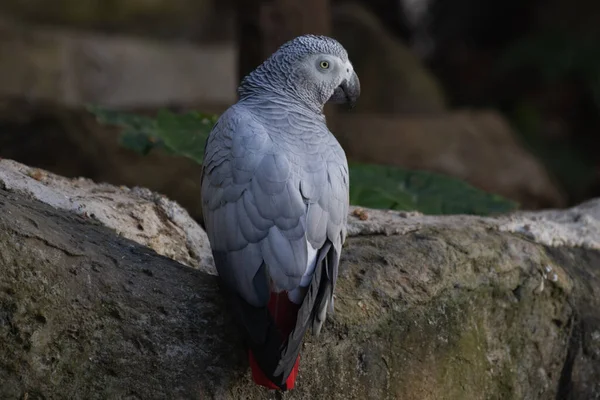 Close African Grey Parrot Tree Einsteins Bird World — Stockfoto