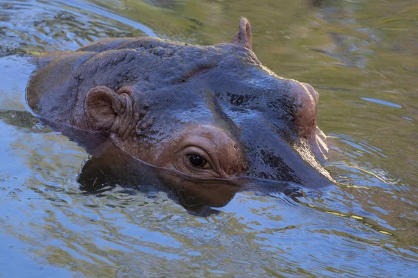 Happy Hippopotamus Relaxing Pond — Stockfoto