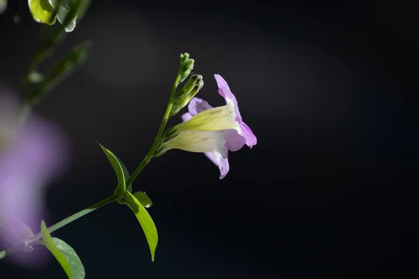 Kapalı Çiçek Çin Menekşesi Sürünen Yüksükotu Ganj Çuha Çiçeği — Stok fotoğraf