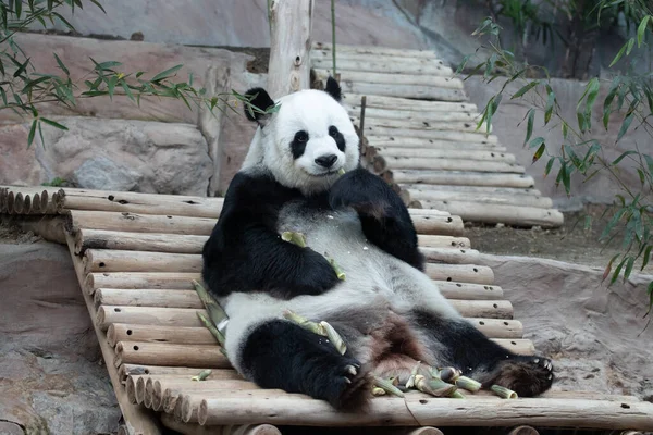 Portrait of a sweet Female Panda , Lin Hui