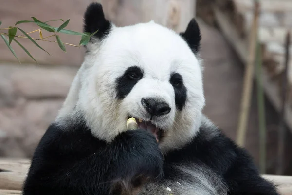 Funny Pose Female Giant Panda Thailand Lin Hui — Stock Fotó