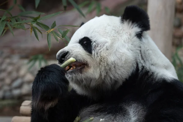 Funny Pose Female Giant Panda Thailand Lin Hui — 图库照片