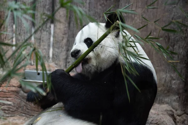 Portrait Female Panda Lin Hui — Foto Stock