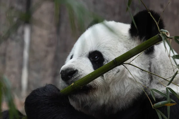 毛茸茸的熊猫在舔竹棍 — 图库照片