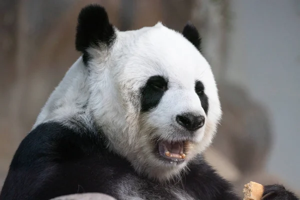 Portrait Fluffy Panda — Stockfoto