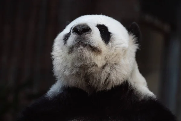 Portrait Fluffy Panda — Fotografia de Stock
