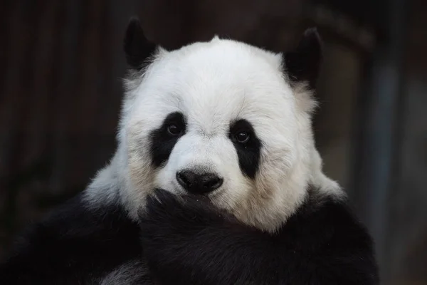 Pose Divertida Lindo Panda — Foto de Stock