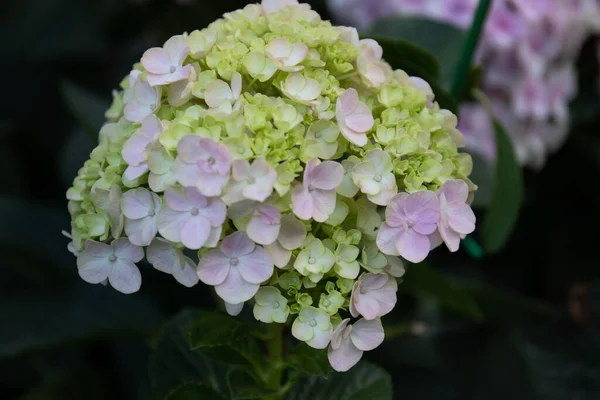 Bahçedeki çiçek açan ortancaları kapatın.