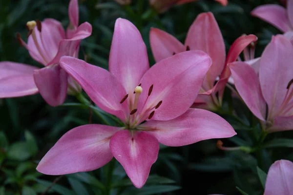 Close Blooming Calla Lily — Stock fotografie