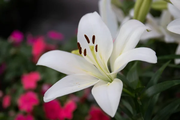 Fechar Florescendo Calla Lily — Fotografia de Stock