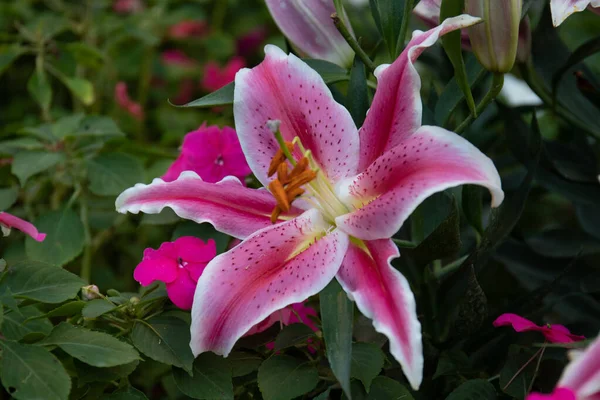 Primer Plano Floreciente Calla Lily —  Fotos de Stock
