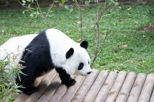 Cute Fluffy Panda on the Green Yard