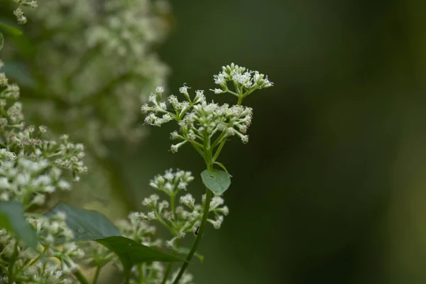 Nadchodzi Wiosna Zbliżenie Kwitnące Małe Białe Kwiaty Chromolaena Odorata — Zdjęcie stockowe