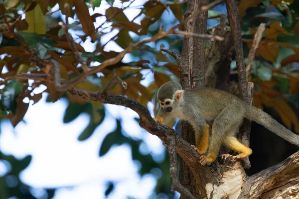 Cerca Common Squirrel Monkey Saimiri Sciureus — Foto de Stock