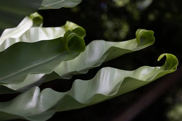 Skönhet Naturen Kurva Fresh Green Leaf Visar Detaljer Textur Och — Stockfoto