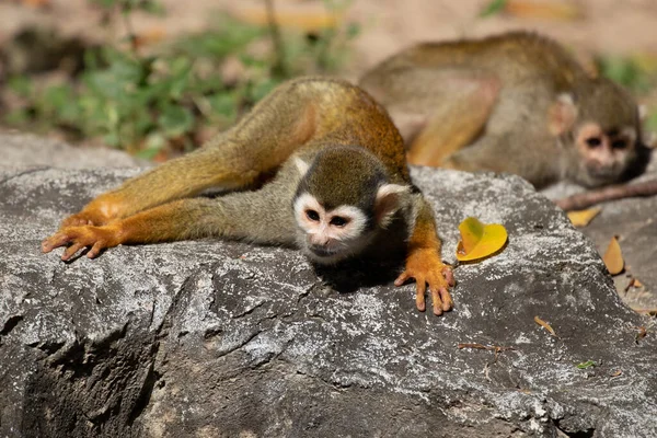 Cerca Common Squirrel Monkey Saimiri Sciureus — Foto de Stock