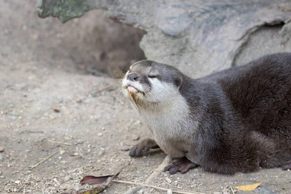 Close Asian Small Clawed Otter — Stock Photo, Image