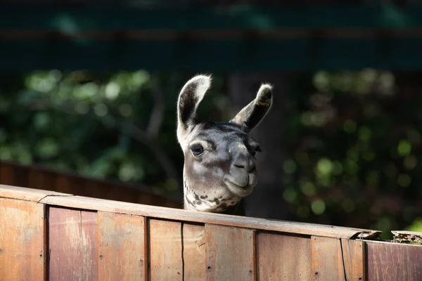 Porträt Des Lustigen Lama — Stockfoto