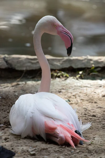 Close Mooie Flamingo Vogel — Stockfoto