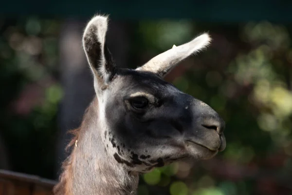 Portrait Funny Llama — Stockfoto