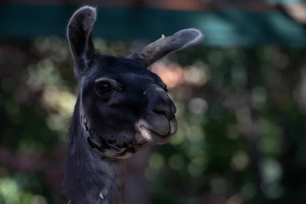 Porträt Des Lustigen Lama — Stockfoto