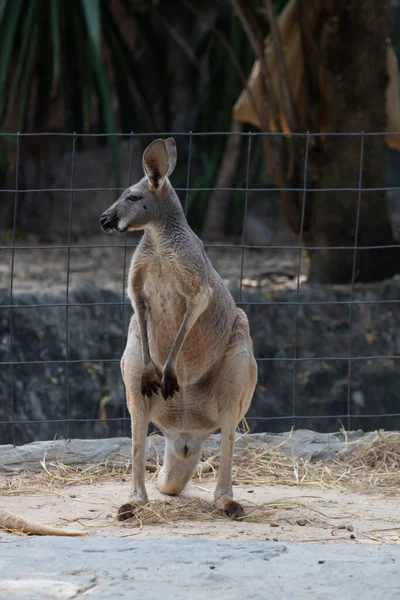 Close Standing Red Kangaroo Ground — Photo