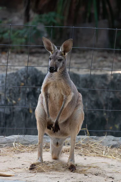 Close Standing Red Kangaroo Ground — Stock Fotó