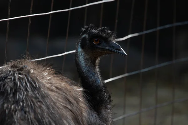 Feche Rosto Emu Bird — Fotografia de Stock